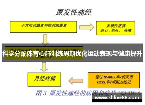 科学分配体育心肺训练周期优化运动表现与健康提升